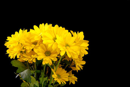 Yellow gerberas isolated on black backgroundの写真素材