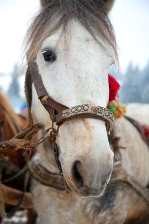 Horse head portrait in snowy landscapeの写真素材