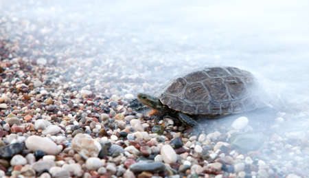 Small turtle crawling in sea waves on the beachの写真素材