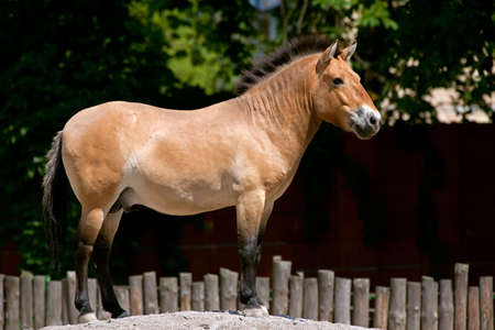 Przewalski's Horse standing on the hill in kiev zoo, ukraineの写真素材