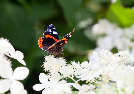 Admiral butterfly drinking nectar on white flowersの写真素材