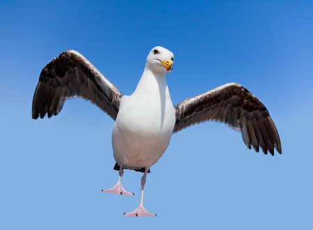 Wild angry seagull isolated on blue backgroundの写真素材
