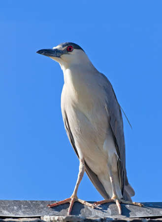 Adult Black-crowned Night Heron, Nycticorax nycticorax on blue sky backgroundの写真素材