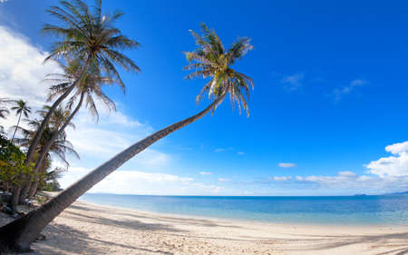 Palm trees on the Bang Por beach sand on tropical resort Koh Samui, Thailand

の写真素材