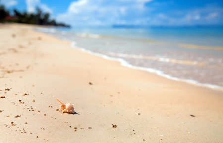 Seashell macro view on blur ocean with waves background