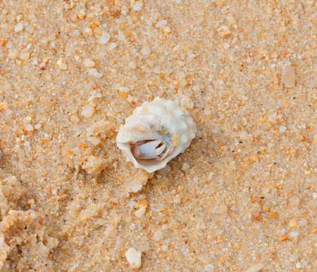 Crab in seashell on the sea beach in Thailand