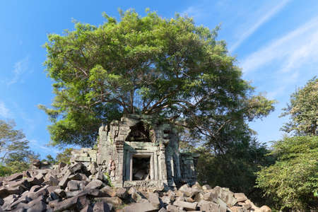 Banyan trees on ruins in Beng Mealea temple, Cambodia