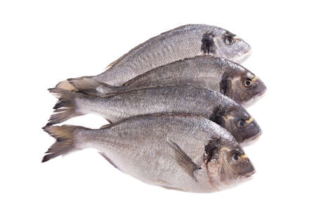 Four dorado fish isolated on white background
の写真素材