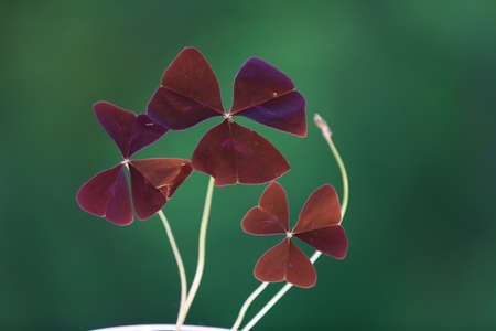 Red oxalis leaves on the green background
の写真素材