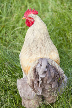 Rooster with red crown on the green grass
の写真素材