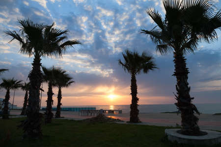Seafront of Batumi with palm tree silhouettesの写真素材