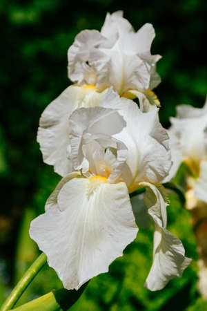 White iris flowers in the summer garden, closeup viewの写真素材