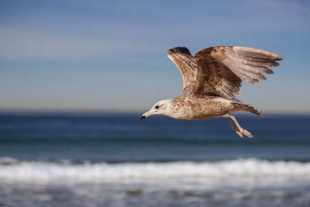 Seagull flying and crying on the hermosa beach, California, USAの写真素材