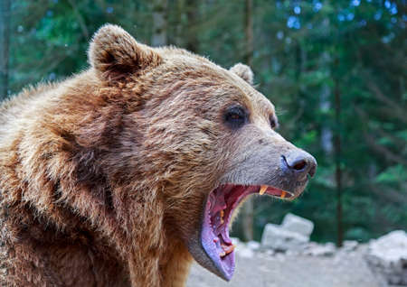 Brown bear with open mouth portrait in Carpathian mountains, Ukraineの写真素材
