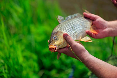 Carp fish in the hands of fisherman outdoor, closeup view