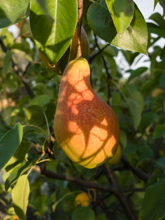 Pear fruit hanging on the tree at sunsetの写真素材