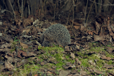 Hedgehog in the forestの写真素材