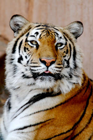 Tiger portraitの写真素材