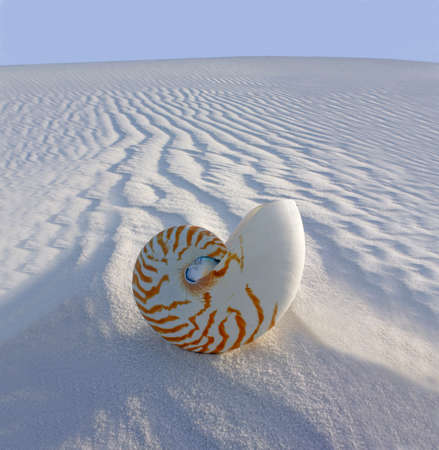 Chambered Nautilus (Nautilus pompilius) on sand duneの写真素材