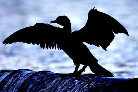 Cormorant, silhouetteの写真素材
