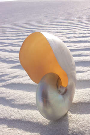 Pearl Nautilus on sand duneの写真素材