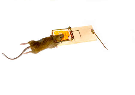 Mouse caught in mousetrapの写真素材