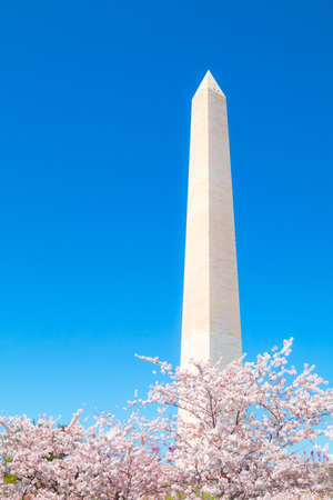 Washington, DC, USA - April 1, 2019: Washington Monument, during the cherry blossom festival.のeditorial素材