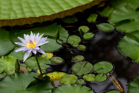A beautiful light purple water lily (nymphaea pamela) in a botanical garden besides a giant leaf of a Victoria water lilyの写真素材
