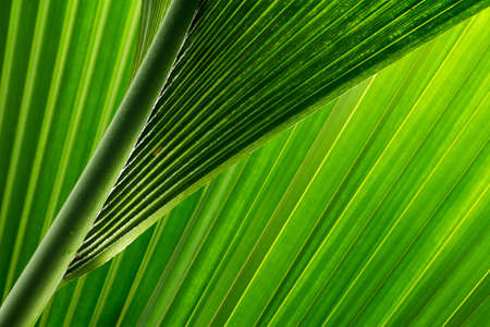 View through fresh green palm tree leaves with background light