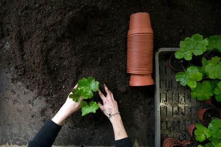 Potting of young geraniums. View from above on two hands working with the green plants and dark earth.の写真素材