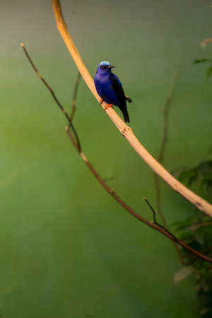 beautiful tiny blue black tropical bird on a branch in front of a green backgroundの写真素材