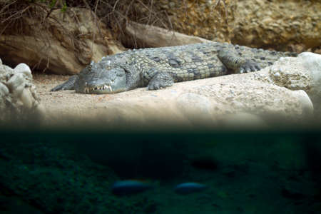 Grey crocodile snoozing on the shore of a small pond. View out of water with swimming fishesの写真素材