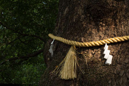 Folded paper symbols on a rope of rice straw bound around a mighty tree at a shinto shrine in Japan