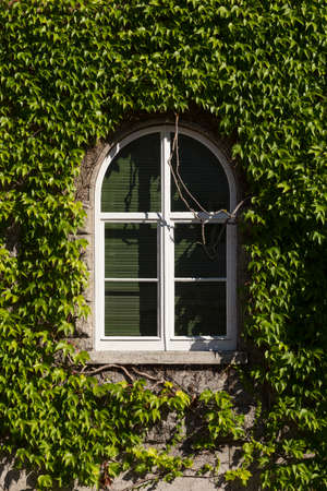 An old mansions half-round window with white frame and overgrown by green vines.