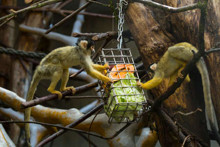 Two cute small capuchin monkeys are busy picking fresh fruits and vegetables from a cageの写真素材