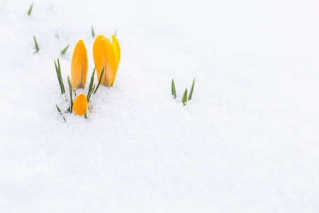 Closeup of freshly growing yellow crocus buds poking through the snow outdoors in spring.の写真素材