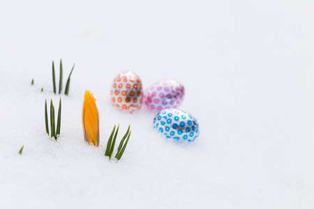 Closeup of three chocolate easter eggs wrapped in orange, pink and blue aluminum foil laying on fresh snow besides young yellow crocus buds outdoors in springの写真素材