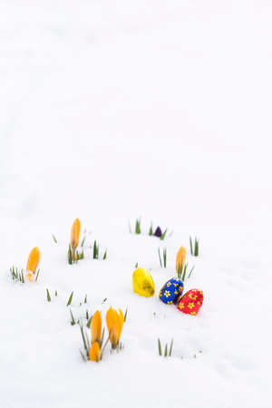 Closeup of three chocolate easter eggs wrapped in golden, blue and red aluminum foil laying on fresh snow besides young yellow crocus buds outdoors in springの写真素材
