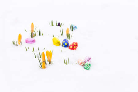 Closeup of chocolate easter eggs wrapped in pink, orange, green, golden, blue and red aluminum foil laying on fresh snow besides young yellow crocus buds outdoors in springの写真素材
