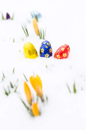Closeup of three chocolate easter eggs wrapped in golden, blue and red aluminum foil laying on fresh snow besides young yellow crocus buds outdoors in springの写真素材