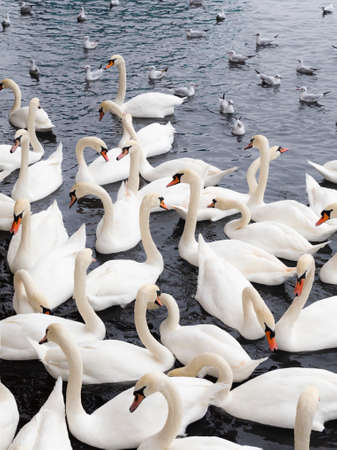 Plethora of white swans and seagulls on a lakeの写真素材