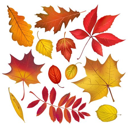 Autumn colored leaves isolated on white background collection. Vector fall objects illustrationのイラスト素材