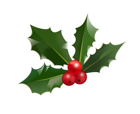 Christmas holly berry and leaves isolated on white background. Vector illustration for winter holiday symbol.のイラスト素材