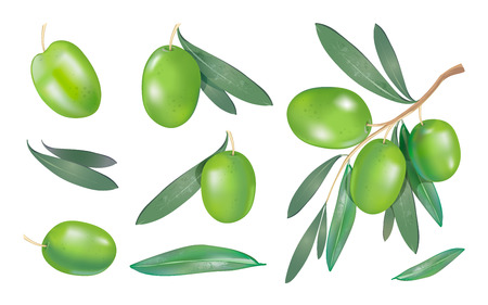 Realistic 3d collection with green olive berry and branch with leaves isolated on white background. Vector organic food set illustrationのイラスト素材