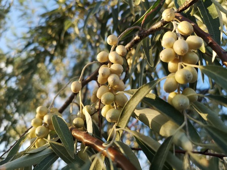 Small growing olives in wildlife. Green wild desert berries in a tree. Abstract nature brunch with...