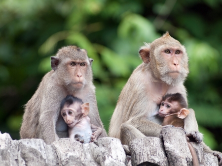 Two monkey family の写真素材