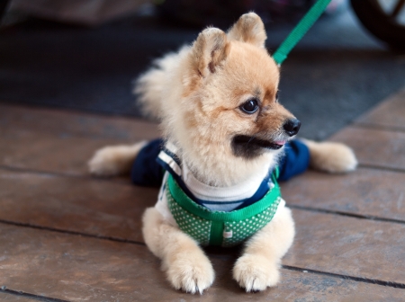 Dog in thailand  の写真素材