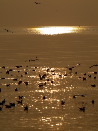 Birds silhouette の写真素材