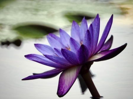 Blue lotus bloom like oil paint in pond の写真素材