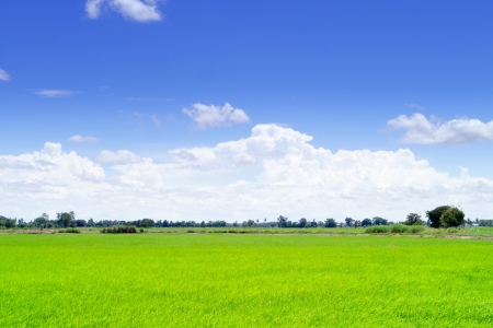 Field  in blue sky  on summer .の写真素材